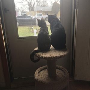 Meet your Posher, Tracey